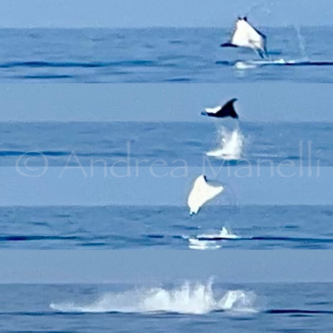 Una maestosa manta dà spettacolo nel nostro mare
