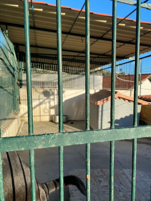 Dogo argentino aggredisce due volontari: le precisazioni dell’Enpa