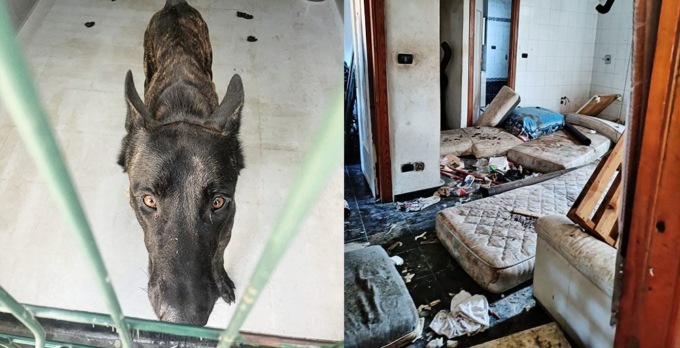 Cinque cani salvati da un tugurio da incubo. Il video