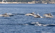 Lo spettacolo dei 70 delfini davanti alle nostre coste