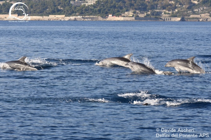 Lo spettacolo dei 70 delfini davanti alle nostre coste
