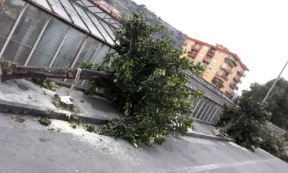 Vallecrosia, oltre 450 cittadini chiedono la sospensione dei lavori in via Don Bosco