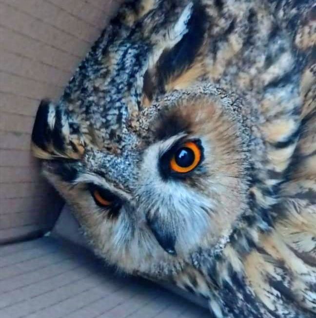 Soccorritori veterinari recuperano gufo reale ferito a un’ala