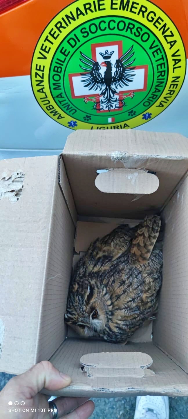 recupero gufo reale soccorso veterinario val nervia baiardo_02
