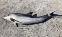 Imperia: un delfino morto è stato rinvenuto nel porto di Oneglia