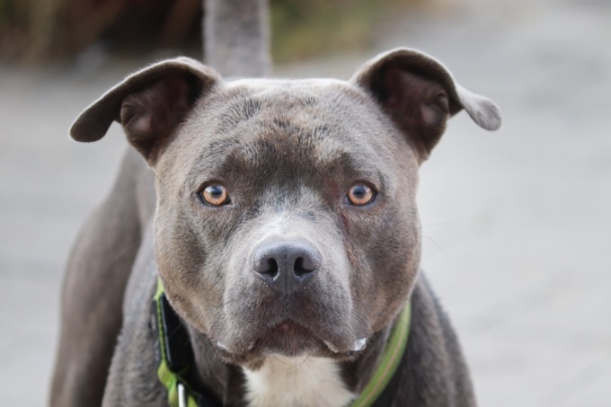 Scagliarono pitbull contro rivali ferendoli in modo gravissimo, condannati due giovani