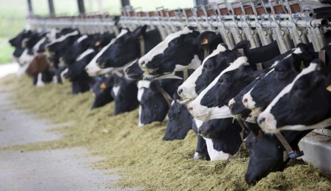 Allevatori in difficoltà per aumenti dei costi