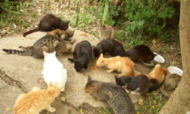 Contributi dal Comune per la sterilizzazione dei gatti delle colonie feline