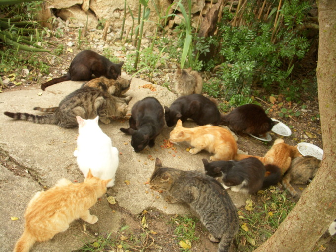 Contributi dal Comune per la sterilizzazione dei gatti delle colonie feline