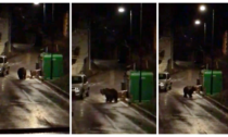 Il video dell'orso a Perinaldo è una grande "bufala". Guarda il filmato