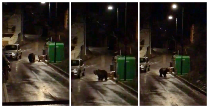 Il video dell’orso a Perinaldo è una grande “bufala”. Guarda il filmato