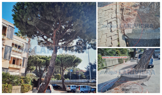 Bordighera: il sindaco ordina l’abbattimento di un pino
