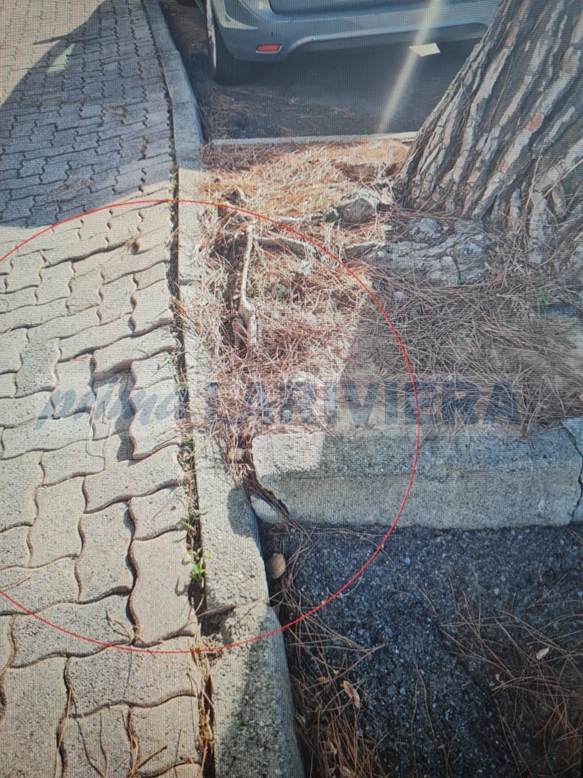 pino da abbattere albero bordighera