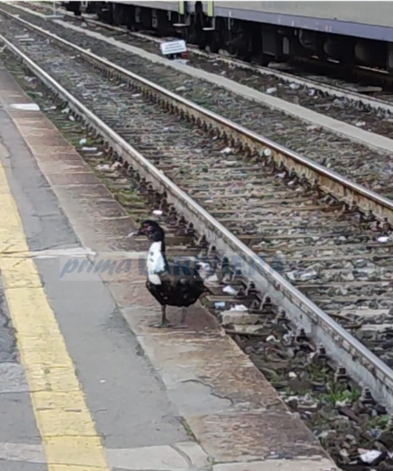 Papera a passeggio sui binari salvata dai volontari del soccorso veterinario. Video