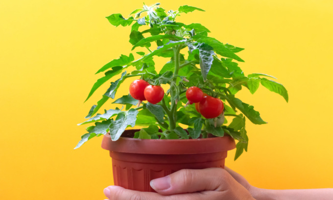 Da oggi in regalo con La Riviera i pomodori ciliegino
