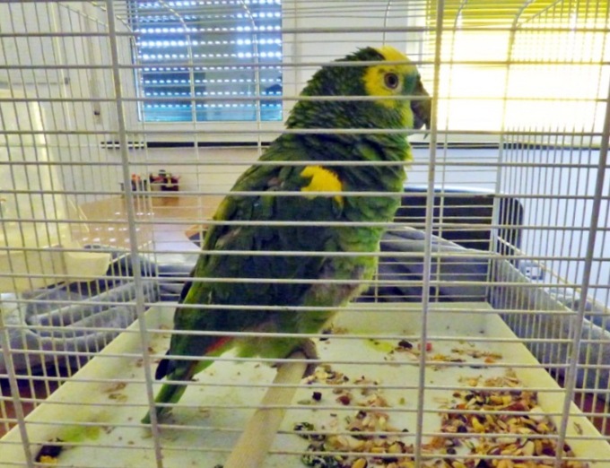 Trovato un pappagallo amazzone a Sanremo. Chi lo ha smarrito?