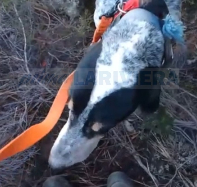 Cane da caccia intrappolato tra le rocce per un giorno e mezzo