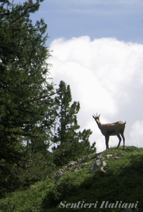 Sentiero degli Alpini