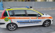 Soccorso veterinario Val Nervia, contro di noi esternazioni delegittimanti