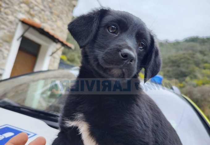 Abbandonati due cuccioli a Dolceacqua, chi li vuole adottare?