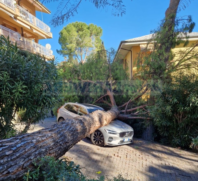 Pino si abbatte su un’auto parcheggiata a Bordighera