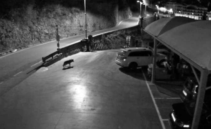 Il sindaco di Badalucco pubblica avviso di allerta lupi in paese. Video
