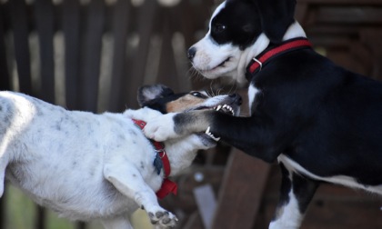 Combattimenti tra cani: 11 rinvii a giudizio tra scommesse clandestine e maltrattamento animali