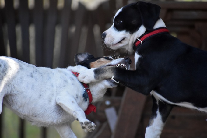Combattimenti tra cani: 11 rinvii a giudizio tra scommesse clandestine e maltrattamento animali