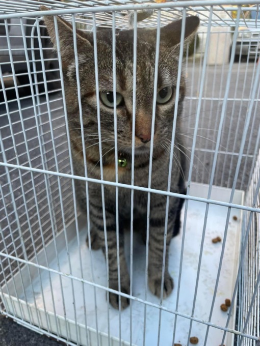 Si cerca il proprietario del gattino ritrovato dalla polizia