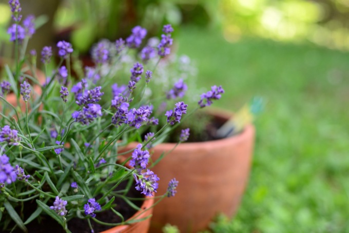 Lavanda: erba aromatica dal profumo e colore intensi