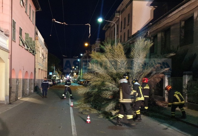 Palma si abbatte sull’Aurelia a Bordighera per il forte vento