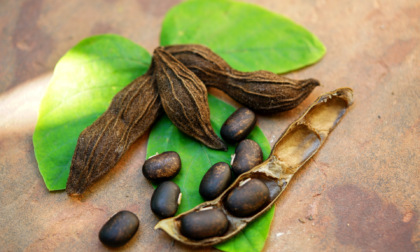 Mucuna pruriens, la polvere usata per uso alimentare e non solo: la guida