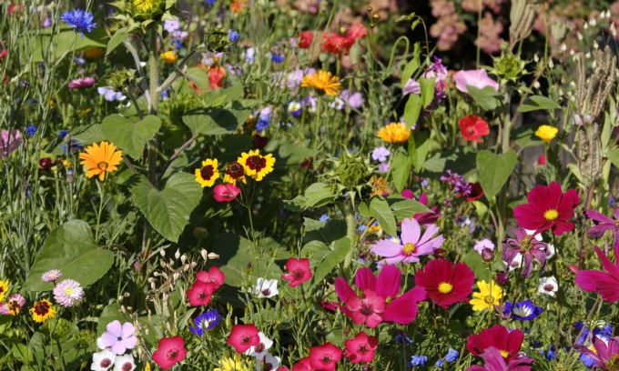 SEMI SET FIORI D'ESTATE MISCUGLIO DI SEMENTI FRANCHI SEMENTI