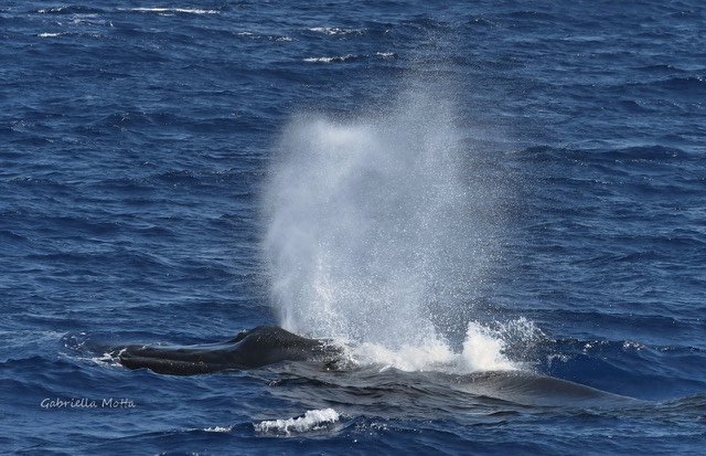 Avvistata una megattera nel santuario “Pelagos”