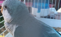 Ritrovato un pappagallo a Sanremo: si cerca il proprietario