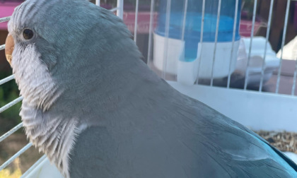 Ritrovato il proprietario del pappagallo perso questo pomeriggio