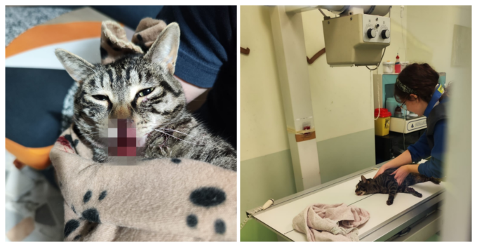 Salvato un gatto caduto dal sesto piano di una palazzina