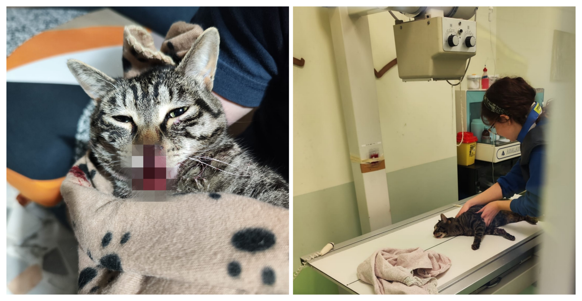 L'inserimento di un altro gatto in casa - Clinica Veterinaria Pavese Roma