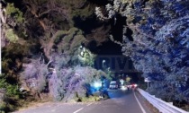 Albero si abbatte su Aurelia a Santo Stefano al mare