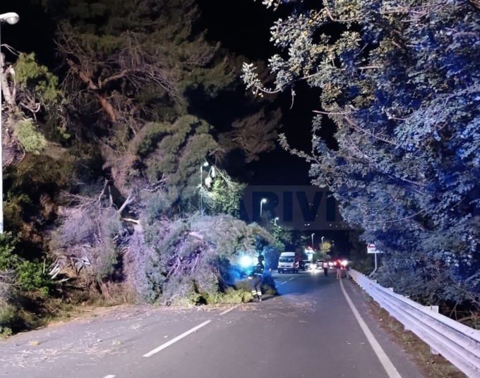 Albero si abbatte su Aurelia a Santo Stefano al mare