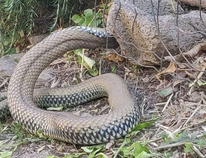 Paura a Vallecrosia, avvistato un serpente
