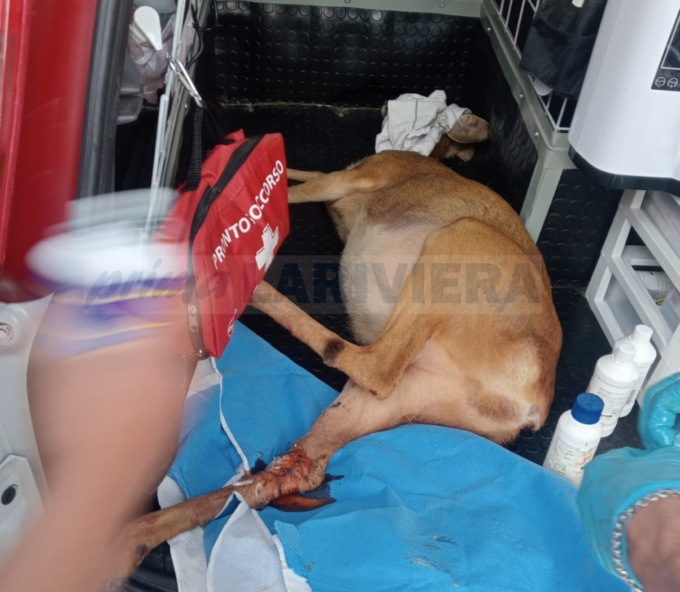 Volontari salvano capriolo incastrato in recinzione con una zampa