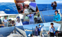 Siamo andati a "caccia" di cetacei nel Santuario Pelagos - Il reportage con foto e video