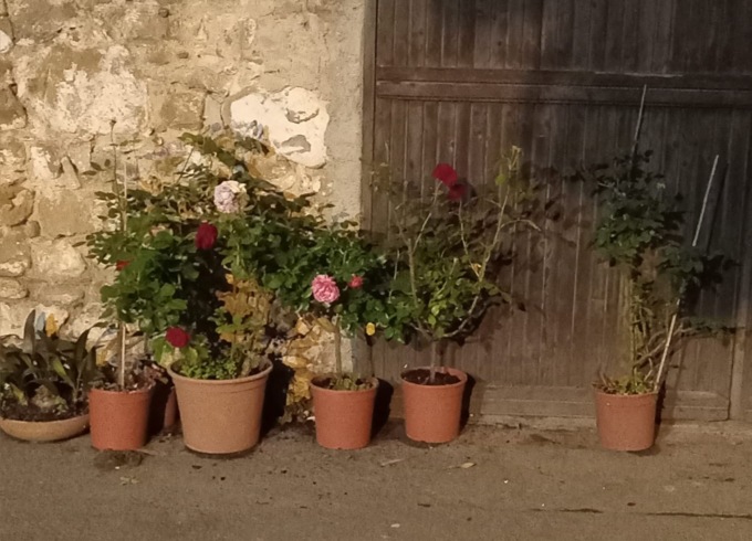 Ladro di rose incastrato dalla telecamera: il proprietario, riportala per il tuo bene