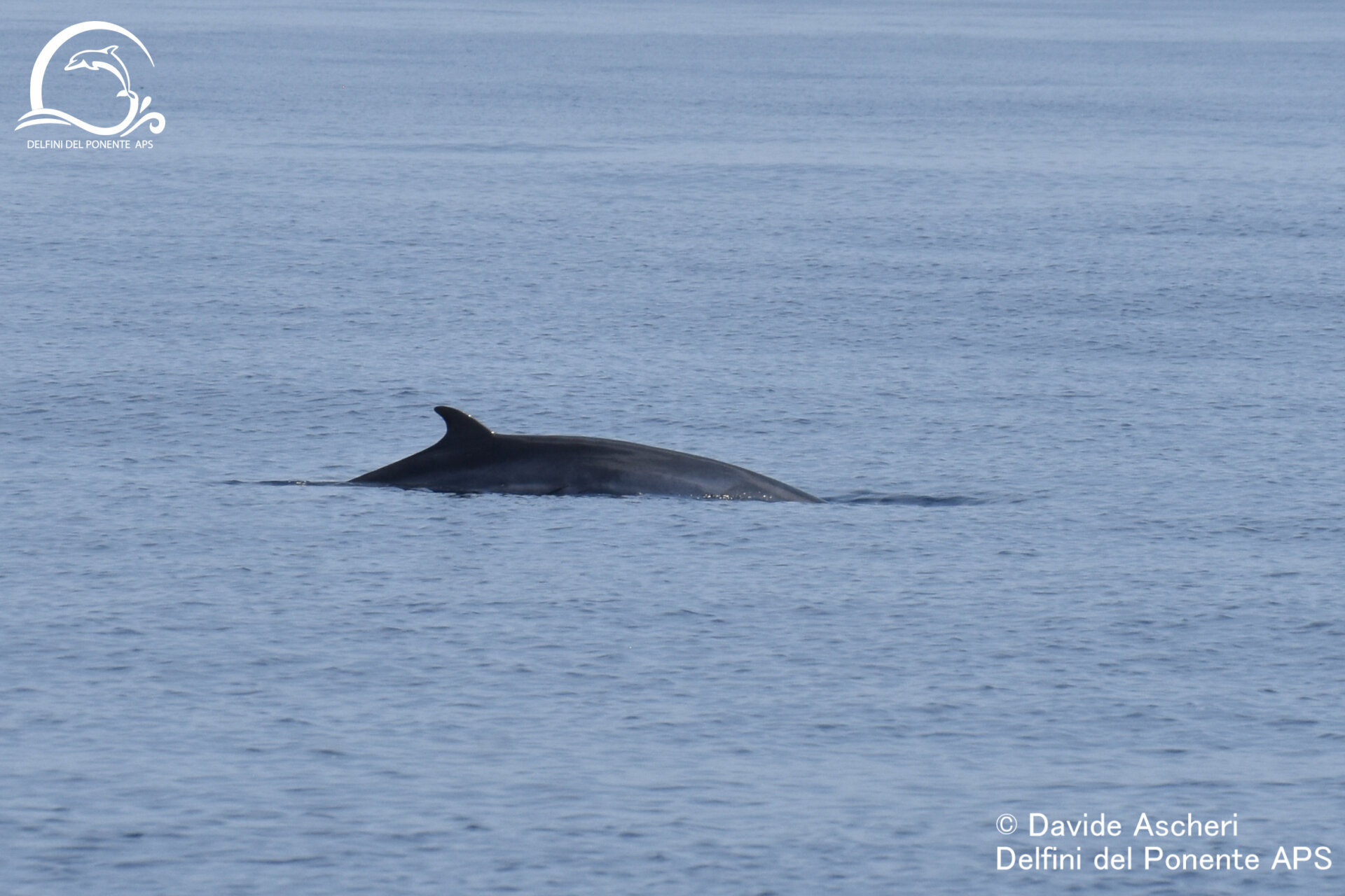 avvistamento balenottera minore delfini del ponente_04