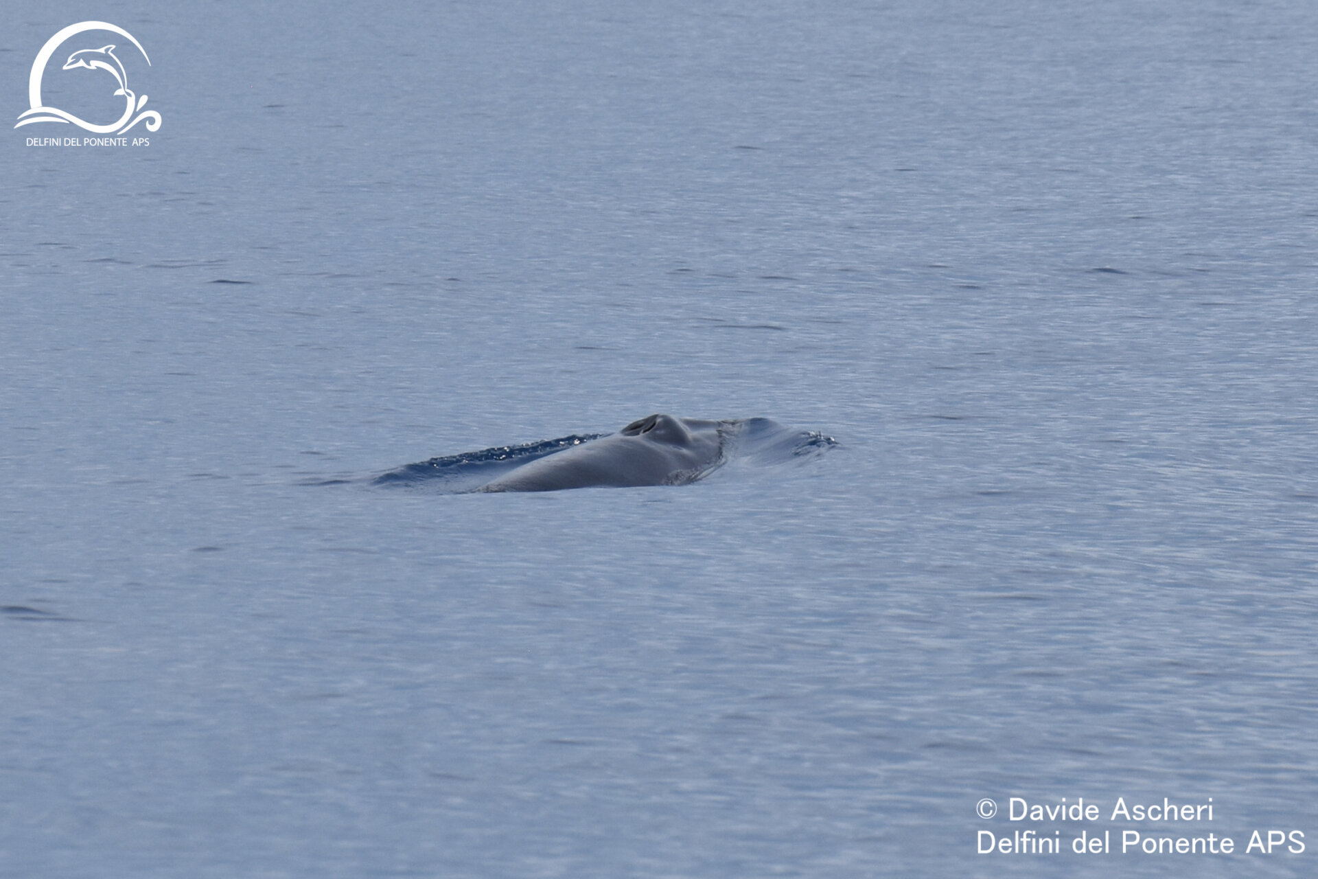 avvistamento balenottera minore delfini del ponente_05