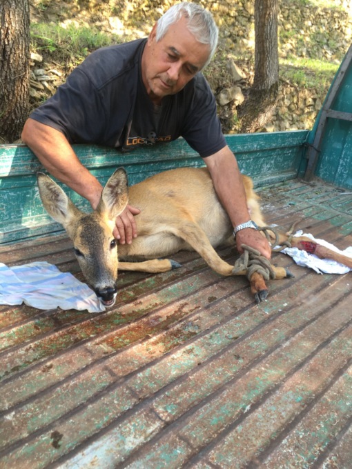 Capriolo salvato, il racconto di chi l’ha trovato