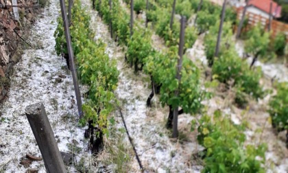 Grandinata colpisce le vigne del Rossese a Soldano