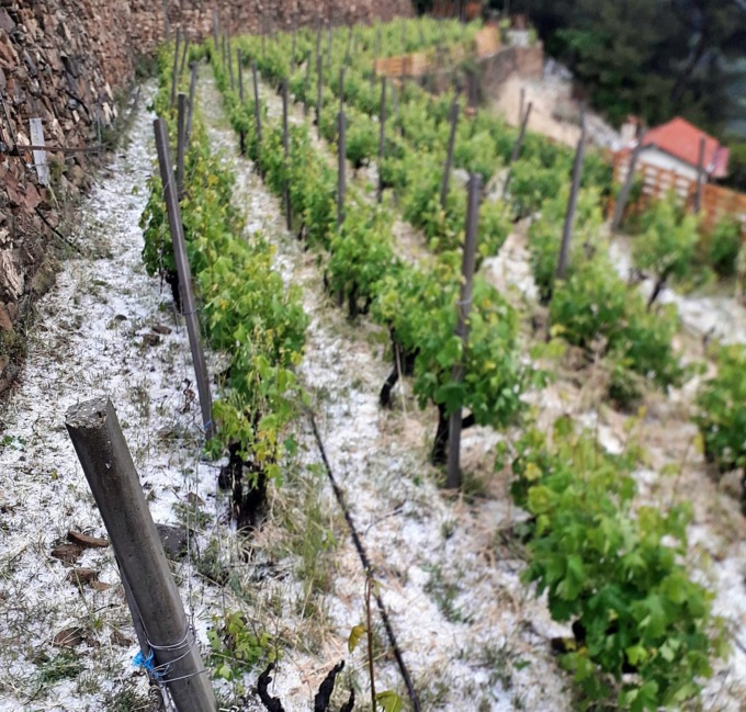 Grandinata colpisce le vigne del Rossese a Soldano
