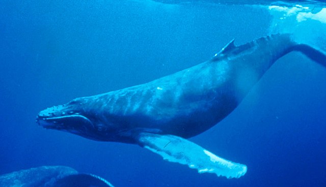 Avvistata una megattera di 8 metri nel nostro mare